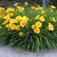 Лилейник гибридный Stella de Oro, Нemerocallis hybrid Stella de Oro, Лилейник гибридный Стелла де Оро