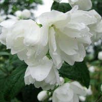Чубушник Snowbelle, Philadelphus Snowbelle, Чубушник Сноубель