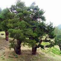 Сосна черная 125/150, сосна черная, купить сосну черную, сосна черная цена, Pinus nigra