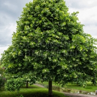 Липа крупнолистная Rubra, Tilia platyphyllos Rubra, Липа крупнолистная Рубра