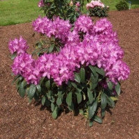 Рододендрон Bolesław Chrobry, Rhododendron hybrid Boleslaw Chrobry, Рододендрон гибридный Болеслав Храбрый