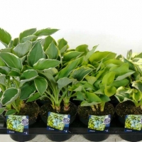 Хоста mix С5, Hosta mix, Хоста микс