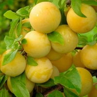 Алыча Мара 6/7 лет, Prunus divaricata, Алыча Мара