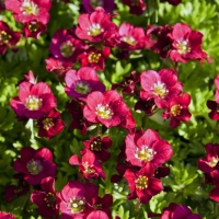 Камнеломка Арендса Harder Zwerg, Saxifraga x Arendsii Harder Zwerg, Камнеломка Арендса Хардер Цверг