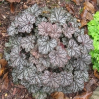 Гейхера гибридная Mars, Heuchera × hybrida Mars, Гейхера гибридная Марс