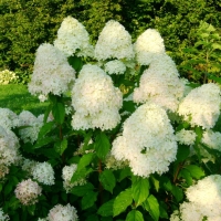 Гортензия Limelight, Hydrangea paniculata Limelight, Гортензия метельчатая Лаймлайт