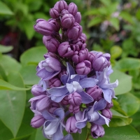 Сирень обыкновенная Небо Москвы, Syringa vulgaris Nebo Moskvy