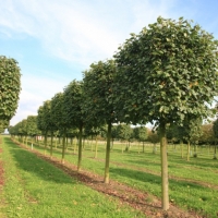 Липа европейская Pallida, Tilia europaea Pallida, Липа европейская Паллида