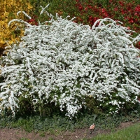 Спирея острозазубренная, Spiraea arguta