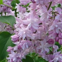 Сирень Mme Antoine Buchner, Syringa vulgaris Mme. Antoine Buchner, Сирень обыкновенная Мадам Антоан Бушер