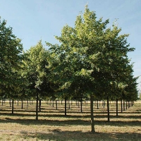 Липа европейская Pallida, Tilia europaea Pallida, Липа европейская Паллида