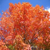 Клен серебристый, Acer saccarinum, Клен серебристый 200/250