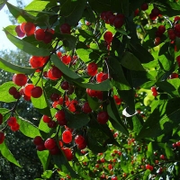 Жимолость татарская Rosea, Lonicera tatarica Rosea, Жимолость татарская Розеа