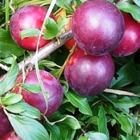 Алыча Чук 5/6 лет, Алыча Чук, PRUNUS CERASIFERA CHUK