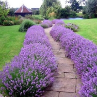 Лаванда узколистная С5, Lavandula angustifolia, Лаванда узколистная