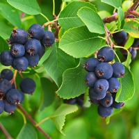 Ирга Lamarckii, Amelanchier lamarckii, Ирга ламарка