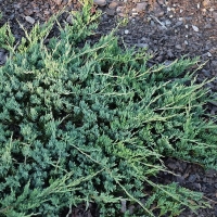 Можжевельник горизонтальный Jade River, Juniperus horizontalis Jade River, Можжевельник горизонтальный Джейд Ривер