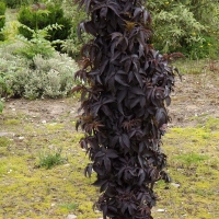Бузина черная Black Tower, Sambucus nigra Black Tower, Бузина черная Блэк Тауэр