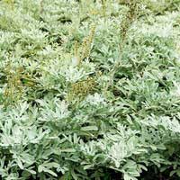 Полынь Стеллера Moris Form, Artemisia stelleriana Moris Form, Полынь Стеллера Moris Form