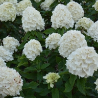 Гортензия Magical Mont Blanc, Hydrangea paniculata Magical Mont Blanc, Гортензия метельчатая Мэджикал Мон Блан
