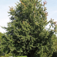 Клен серебристый, Acer saccarinum, Клен серебристый 14/16