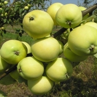 Яблоня Папировка с7, Яблоня Папировка, Malus Domestica Papirovka