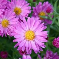 Астра кустарниковая Kassel, Aster dumosus Kassel, Астра кустарниковая Кассель