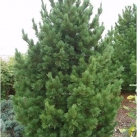 Сосна кедровая европейская 175/200, Pinus cembra, Сосна кедровая европейская