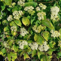 Дерен .Annys Winter Orange, Cornus sanguinea Annys Winter Orange, Дерен кроваво-красный Анна Винтер Оранж