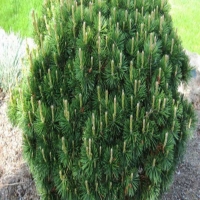 Сосна горная Gnom  С65 140/160, Pinus mugo Gnom, Сосна горная Гном