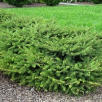 Ель обыкновенная Procumbens, Picea abies Procumbens, Ель обыкновенная Прокумбенс