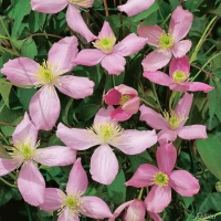 Клематис Fragrant Spring, Clematis Fragrant Spring, Клематис Фрагрант Спринг