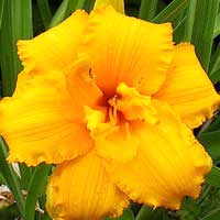 Лилейник Condilla, Hemerocallis Condilla, Лилейник Кондилла