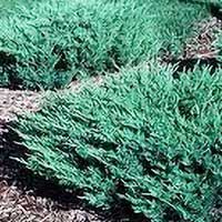 Можжевельник Андорра Компакт С10 Juniperus Andorra Compact , можжевельник купить, можжевельник заказать, можжевельник цена, можжевельник андора компакта фото, можжевельник андора компакт цена, можжевельник андора компакт заказать, империал гарден