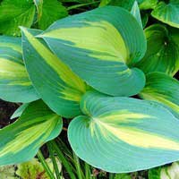 Хоста Catherine, Hosta Catherine, Хоста Катерина