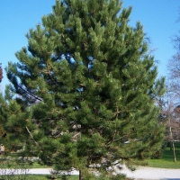 Сосна черная 200/250 Sol, Pinus Nigra, Сосна черная