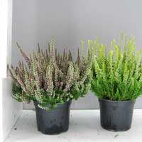 Вереск обыкновенный Beauty Ladies, Calluna vulgaris Beauty Ladies, Вереск обыкновенный Бьюти Ледис