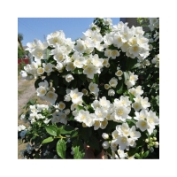 Чубушник Лавина с7.5, Philadelphus coronarius Avalanche, Чубушник Лавина