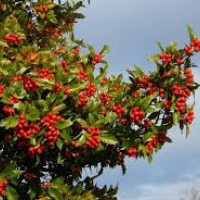 Боярышник Carrierei, Crataegus Carrierei, Боярышник Карриери