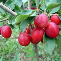 Яблоня Китайка Долго 5/6 лет, Malus domestica Dolgo, Яблоня Китайка Долго
