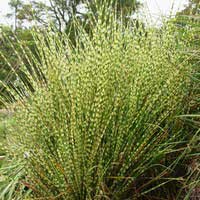 Мискантус китайский Gold Bar, Miscanthus sinensis Gold Bar, Мискантус китайский Голд Бар