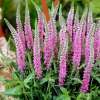 Вероника колосковая Pink Damask, Veronica spicata Pink Damask, Вероника колосковая Пинк Дамаск
