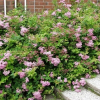 Спирея японская Odensala, Spiraea japonica Odensala, Спирея японская Оденсала