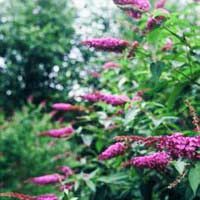 Буддлея Давида Ile de France, Buddleja Davidii Ile de France, Буддлея Давида Иль де Франс