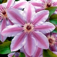 Клематис Nelly Moser, Clematis Nelly Moser, Клематис Нелли Мозер