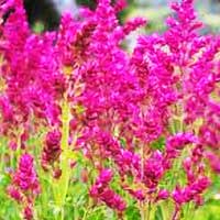 Шалфей Schwellenburg, Salvia Schwellenburg, Шалфей Швелленбург