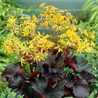Бузульник зубчатый Britt Marie Crawford, Ligularia dentata Britt Marie Crawford, Бузульник зубчатый Бритт Мари Крауфорд