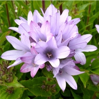 Колокольчик сборный Caroline, Campanula glomerata Caroline, Колокольчик сборный Каролина
