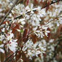 Ирга Lamarckii, Amelanchier lamarckii, Ирга ламарка