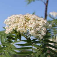Рябина Dodong, Sorbus commixta Dodong, Рябина смешанная Додонг